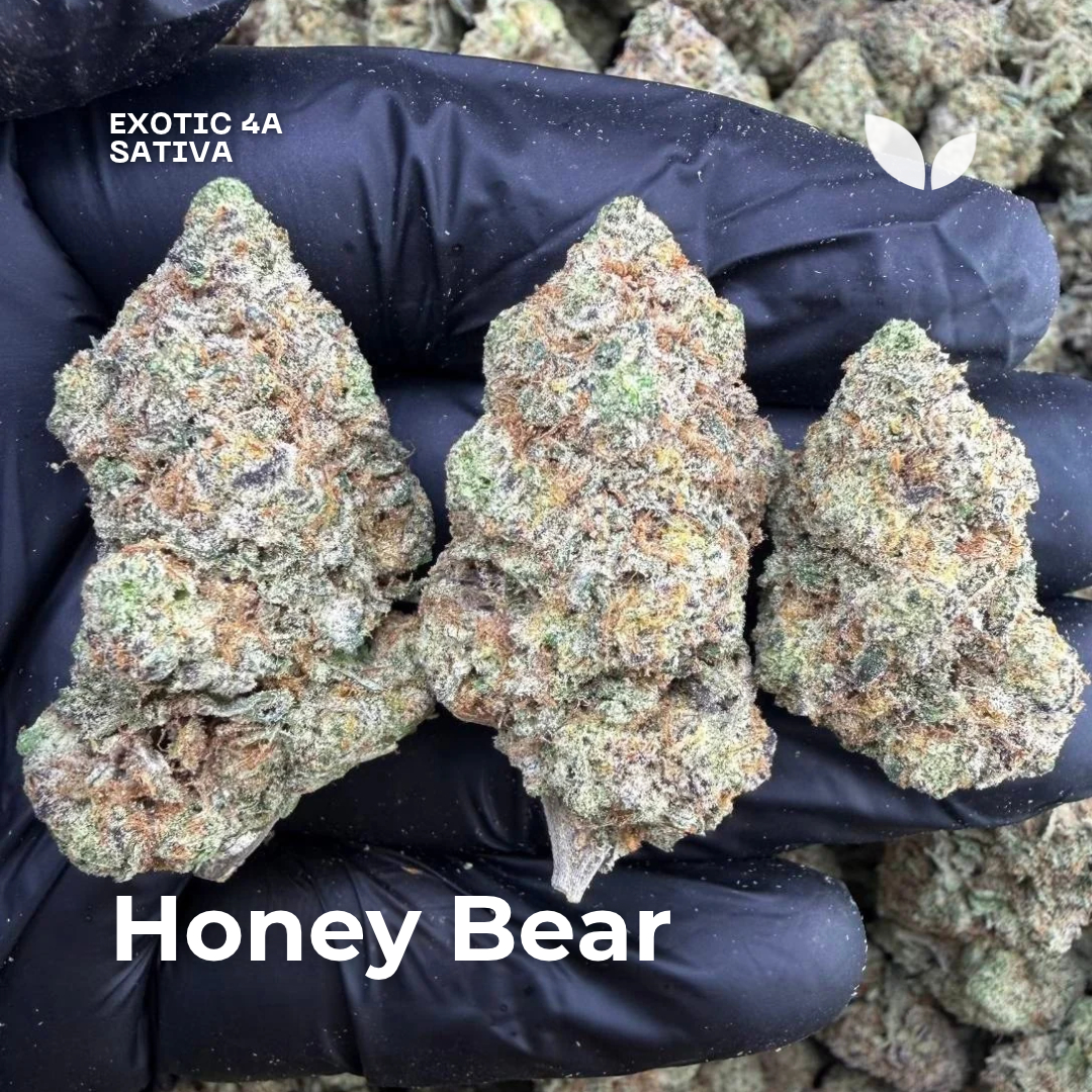 Honey bear weed strain Honey bear weed strain