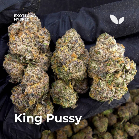 King Pussy weed strain phuket delivery hybrid exotic 4a