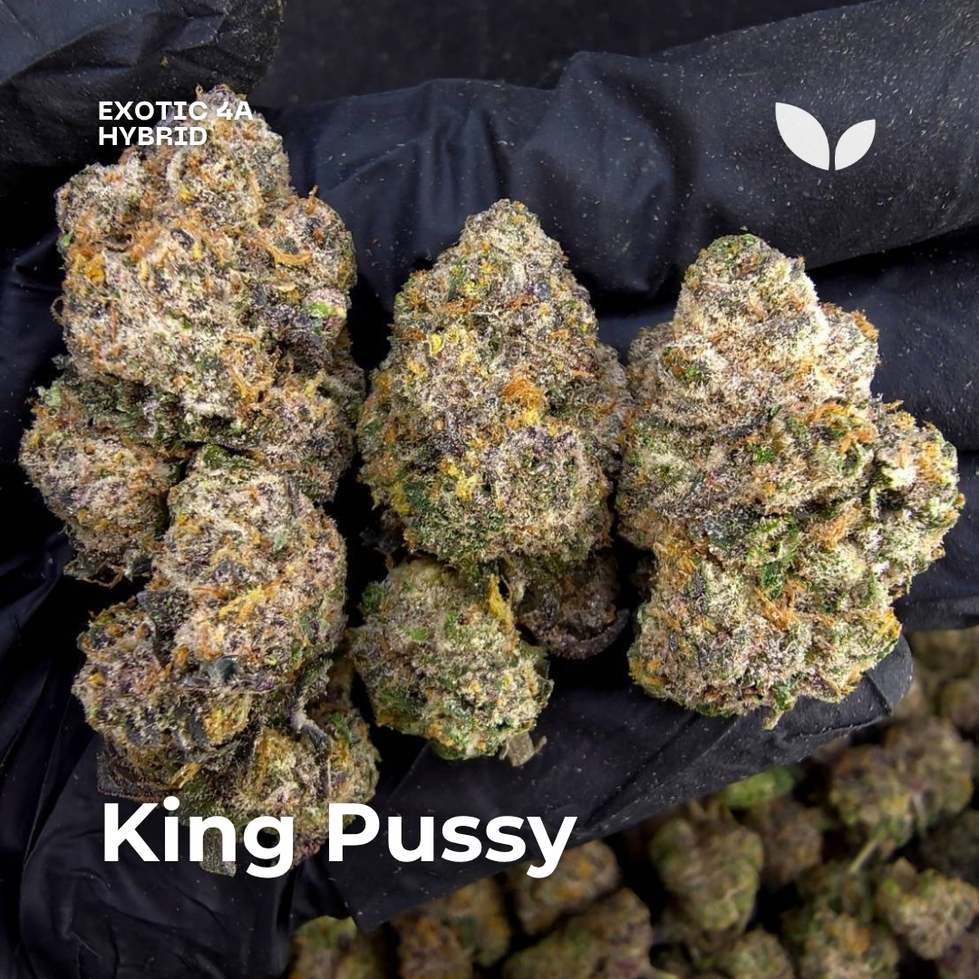King Pussy weed strain phuket King Pussy weed strain phuket