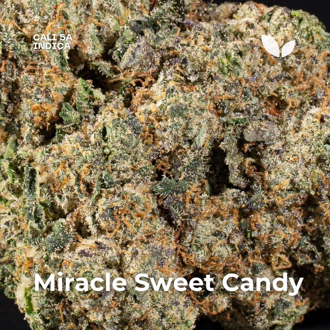 Miracle Sweet Candy weed strain Miracle Sweet Candy weed strain