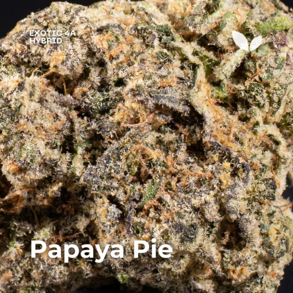 Papaya Pie weed strain 2 Papaya Pie weed strain phuket delivery hybrid exotic 4a 3