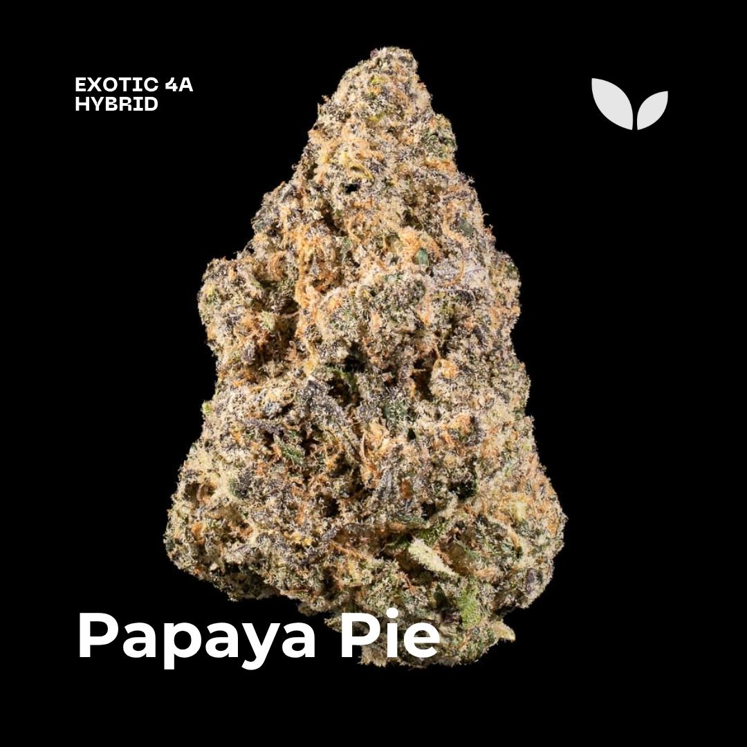 Papaya Pie weed strain 3 Papaya Pie weed strain 3