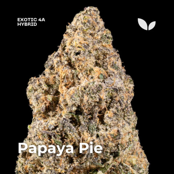 Papaya Pie weed strain phuket delivery hybrid exotic 4a 2