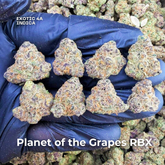Planet of the Grapes RBX weed strain delivery phuket indica exotic 4a