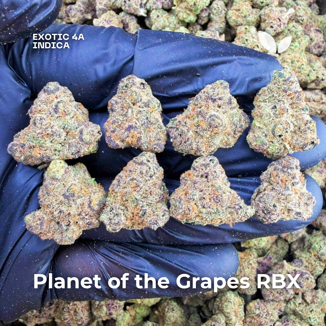 Planet of the Grapes RBX weed strain