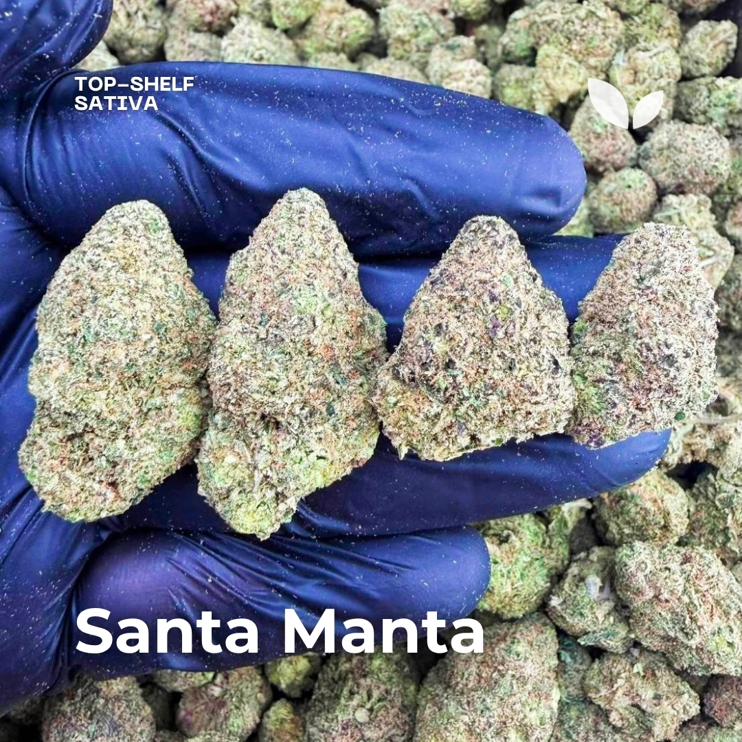 Santa Manta weed strain