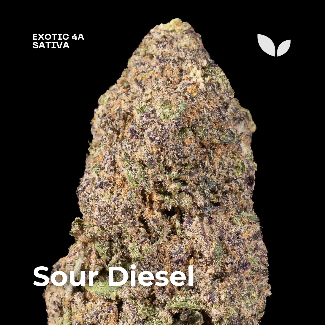 Sour Diesel weed strain 2