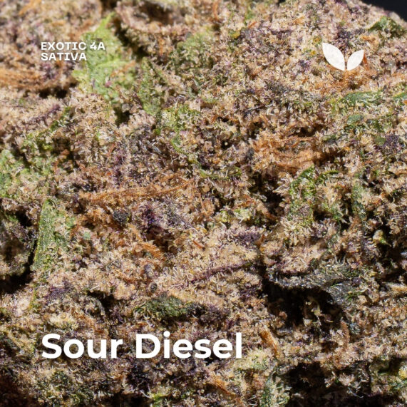 Sour Diesel weed strain phuket delivery sativa 3