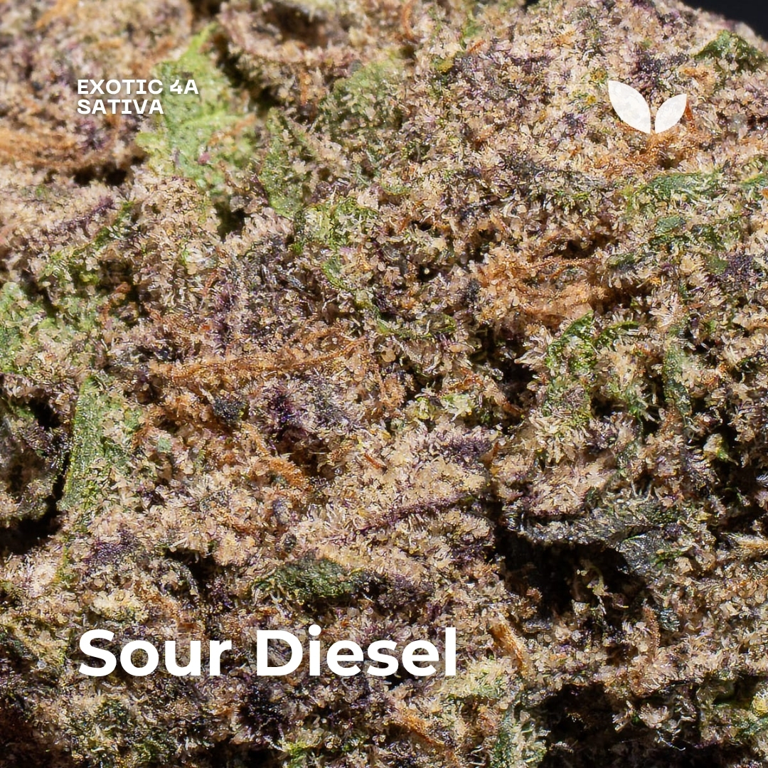 Sour Diesel weed strain 3