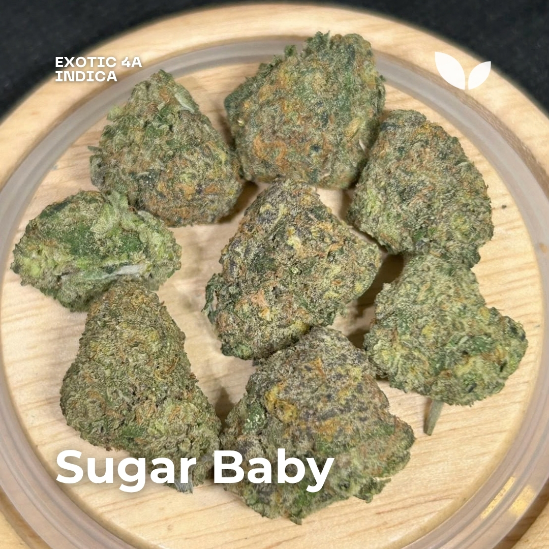 Sugar Baby weed strain Sugar Baby weed strain